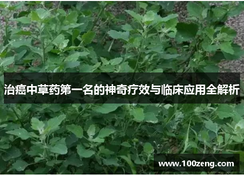 治癌中草药第一名的神奇疗效与临床应用全解析 治癌中草药第一名的神奇疗效与临床应用全解析
